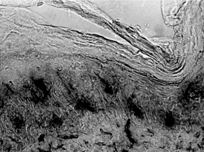 Срез вертикальный.