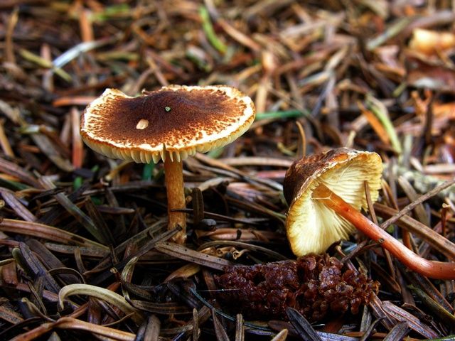 Lepiota castanea.jpg