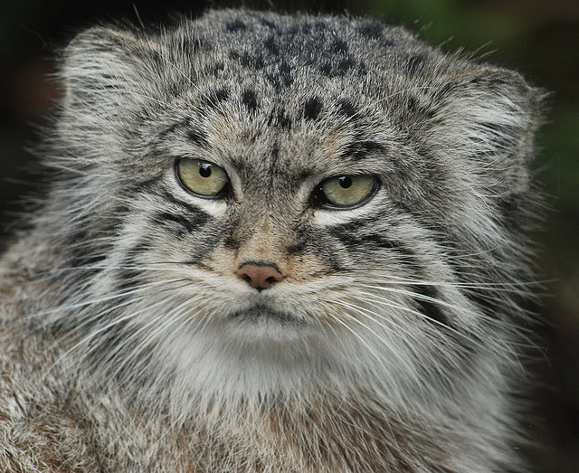 Manul 14.jpg