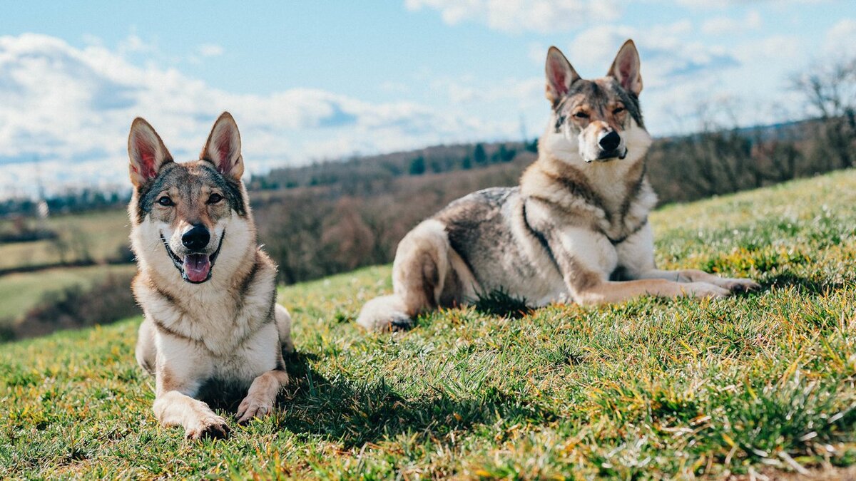 Файл:Пара тамасканцев.jpeg