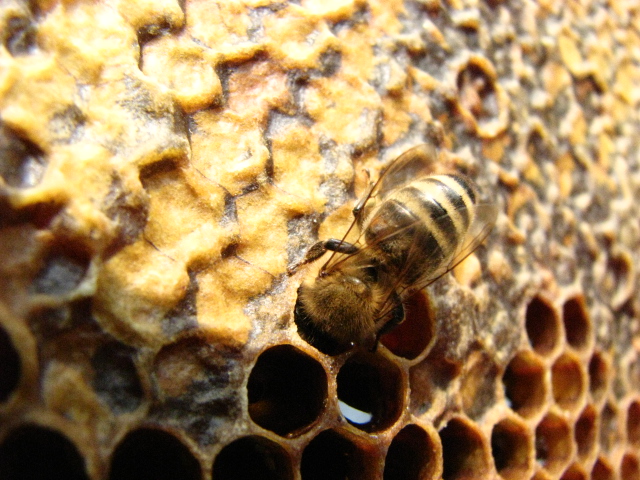 Пчела в соте.jpg