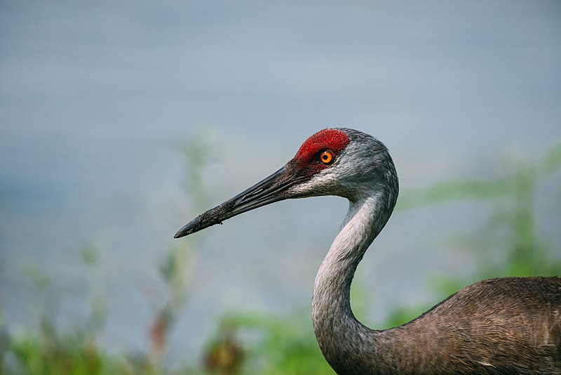 Florida sandhill crane 2.jpg