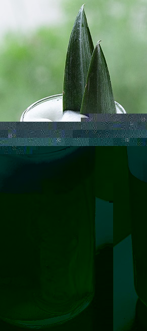 Файл:La Concha (коктейль).jpg