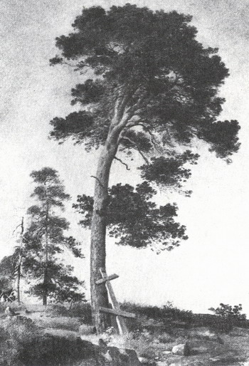Сосна на Валааме. Этюд. 1858