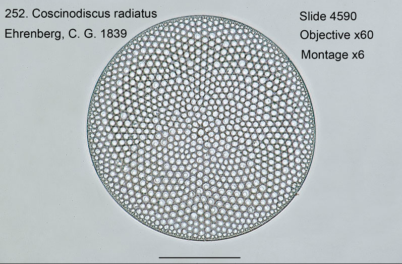 252. Coscinodiscus radiatus.png