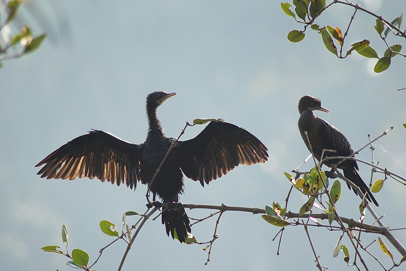 Chemancheri 01294.jpg