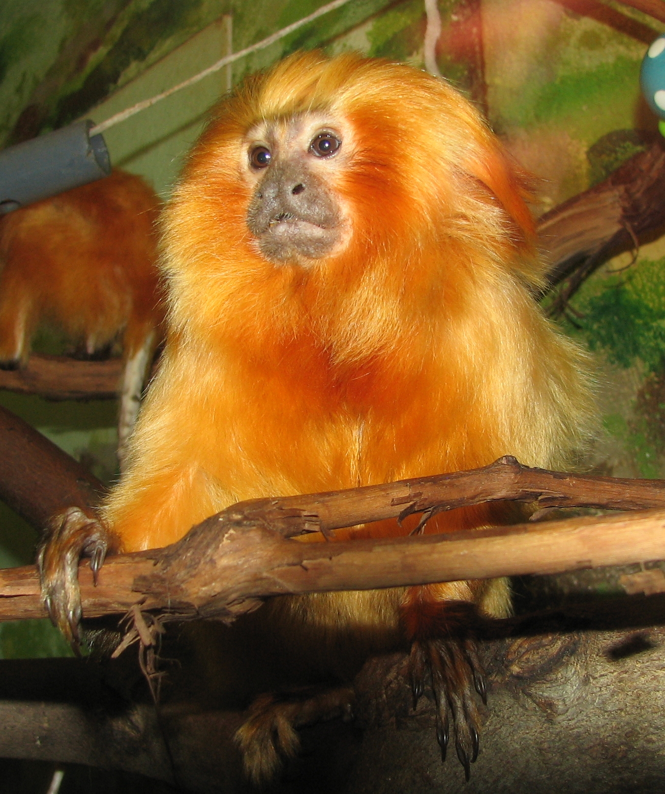 Golden Lion Tamarin.jpg