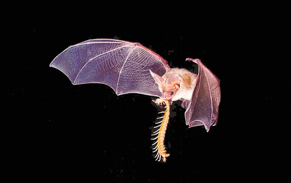 Chiroptera 3.jpg