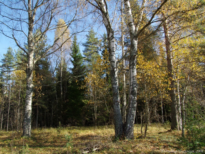 Опушка леса