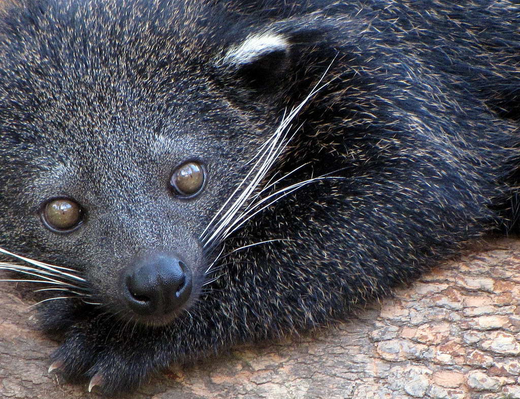 Arctictis binturong 6.jpg