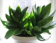 Сансевьера ханни.