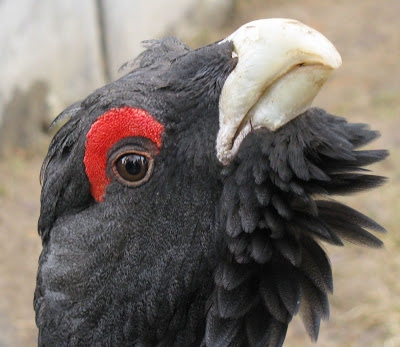 Tetrao urogallus 3.jpg