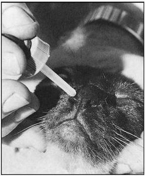 Закапывание капель в нос кошки.[5]