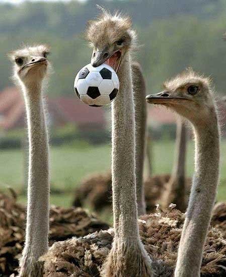 Struthio camelus 4.jpg