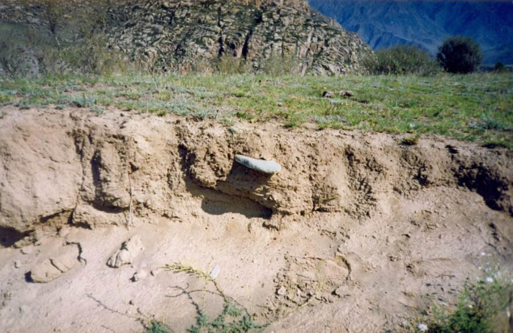 Курант зернотёрки в стенке оврага на площади Яломанского городища[16]