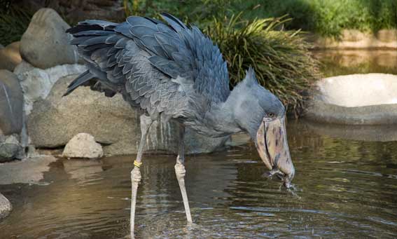 Balaeniceps rex 8.jpg