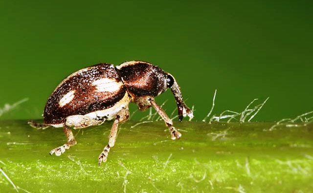 Пятиточечный (пятнистый) долгоносик