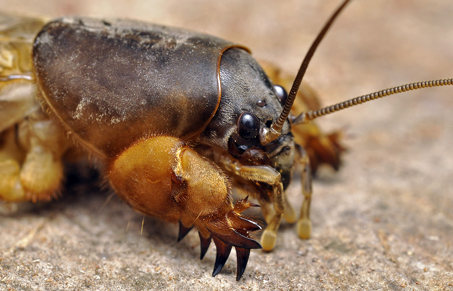 Gryllotalpidae 2.jpg