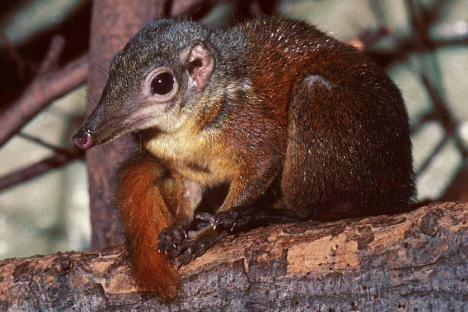 Tupaiidae 1.jpg