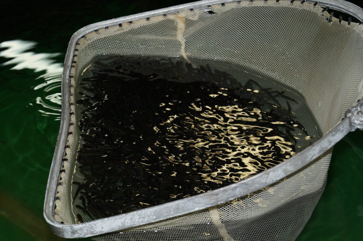 ЛРЗ Озерки8.jpg