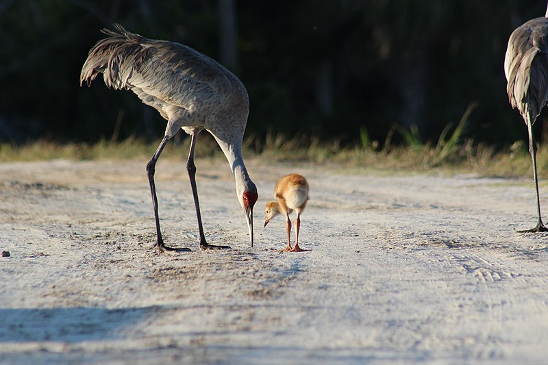 Crane moment - Flickr - Festive Coquette.jpg