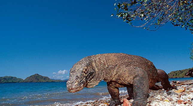 Varanus komodoensis 13.jpg