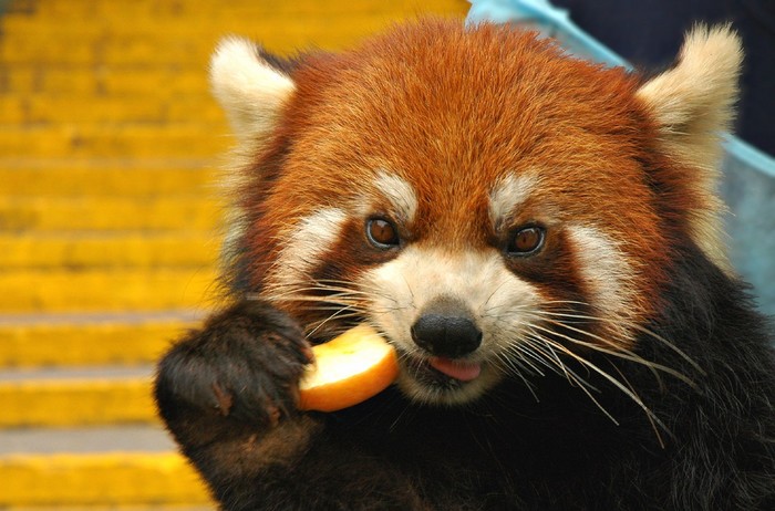 Ailurus fulgens 9.jpg
