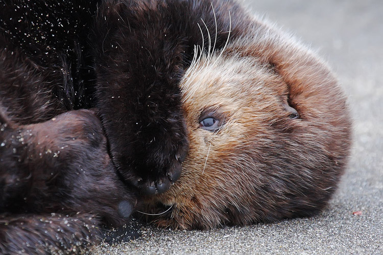 Enhydra lutris 5.jpg