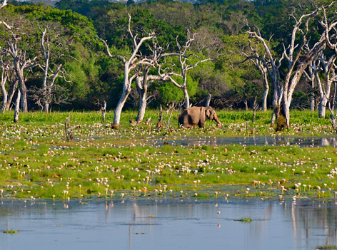 Национальный парк Шри-Ланки