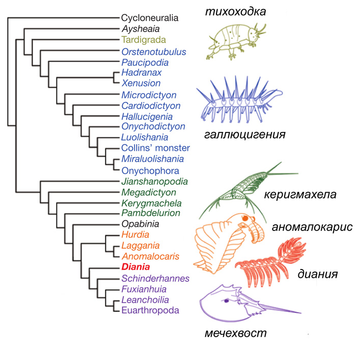 Early fossil record of euarthropoda 1 703.jpg