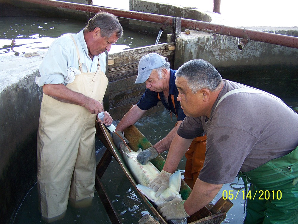 Сергиевский ОРЗ1.jpg