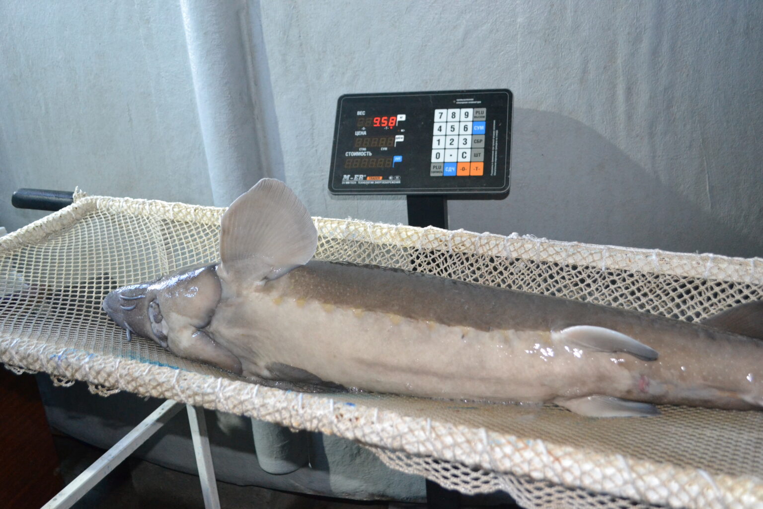 Сибирский осётр