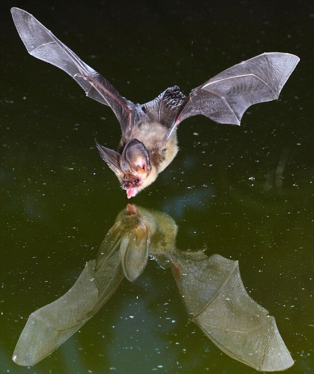 Chiroptera 5.jpg