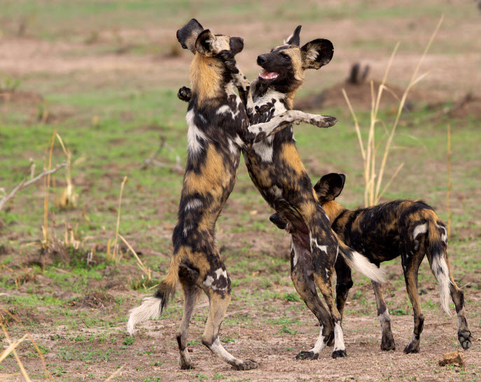 Lycaon pictus 12.jpg