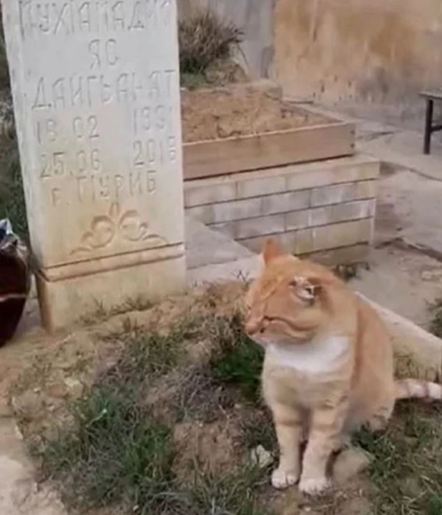 Файл:Кот хатико на могиле.jpg