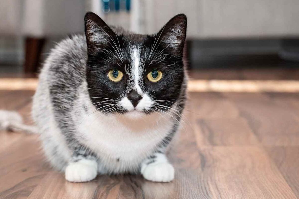 Файл:Лакричная кошка.jpg