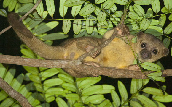 Potos flavus 9.jpg