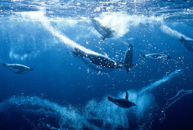 Aptenodytes forsteri 6.jpg