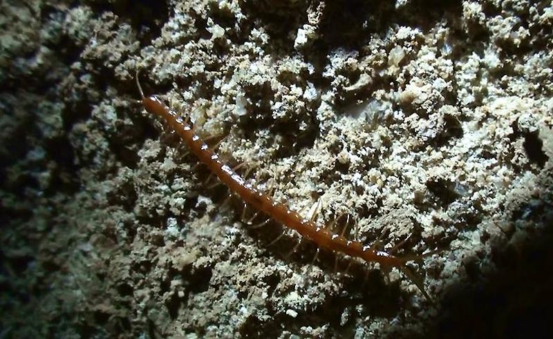 сороконожка Criptops