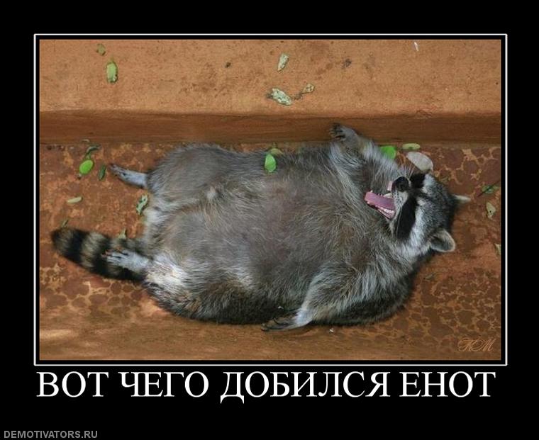 872268 vot-chego-dobilsya-enot.jpg