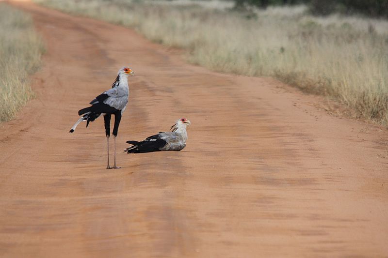 Flickr - don macauley - Sagittarius serpentarius.jpg