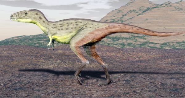 Raptorex.jpg