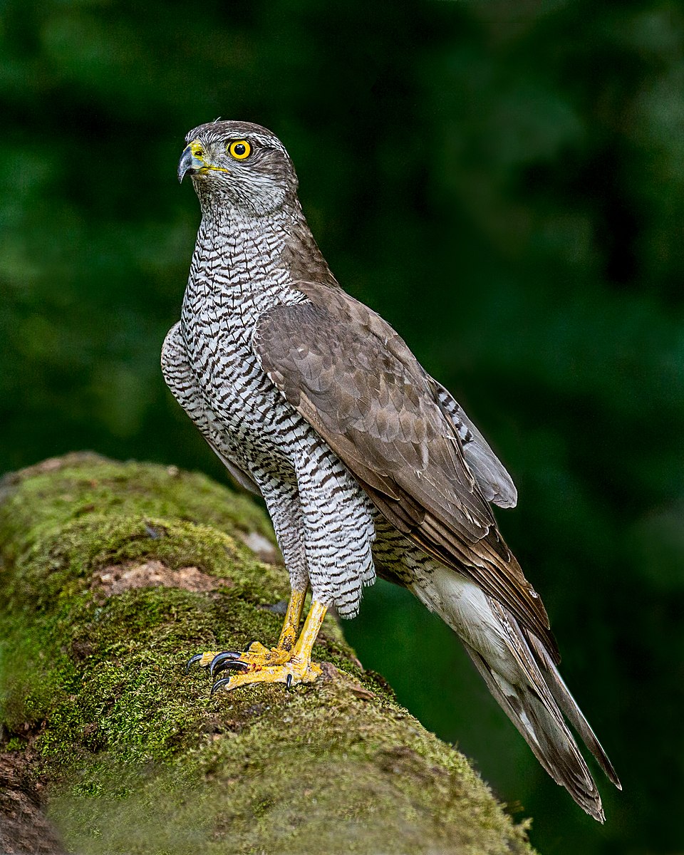 Goshawk (20120569249) 2.jpg