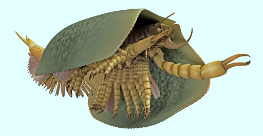 Tokummia katalepsis.jpg