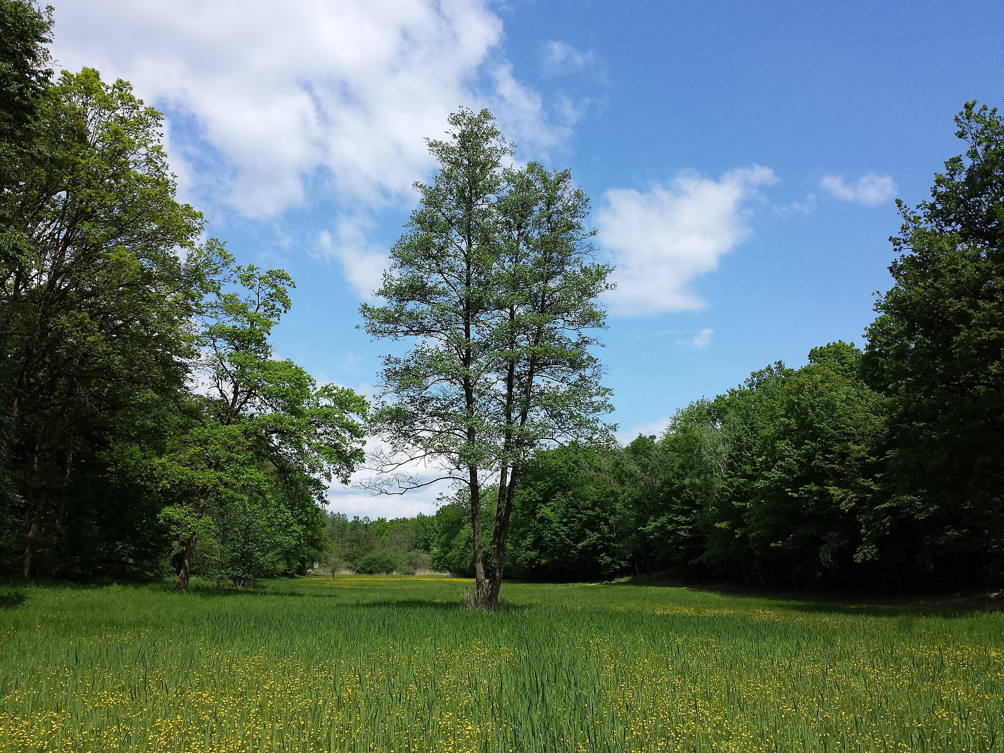 Смешанный лес