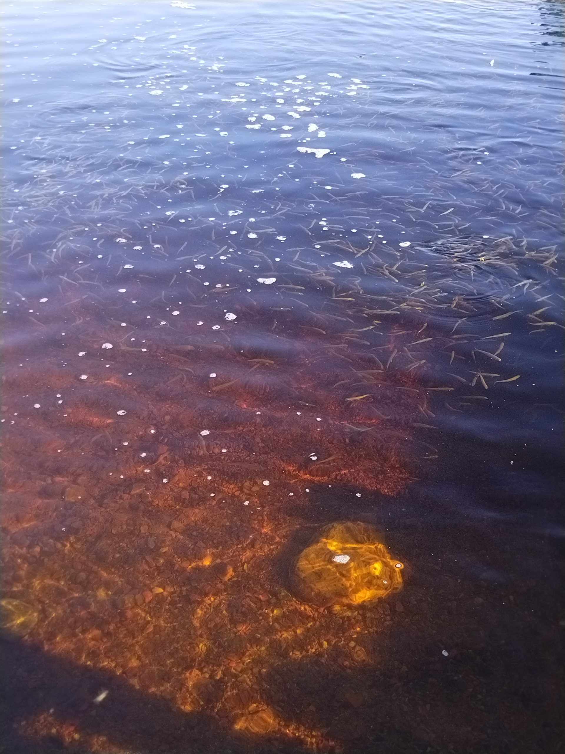 Молодь сига в водохранилище