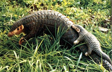 Pangolin 6.jpg