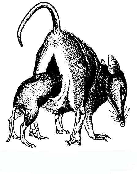 Peramelemorphia 4.jpg