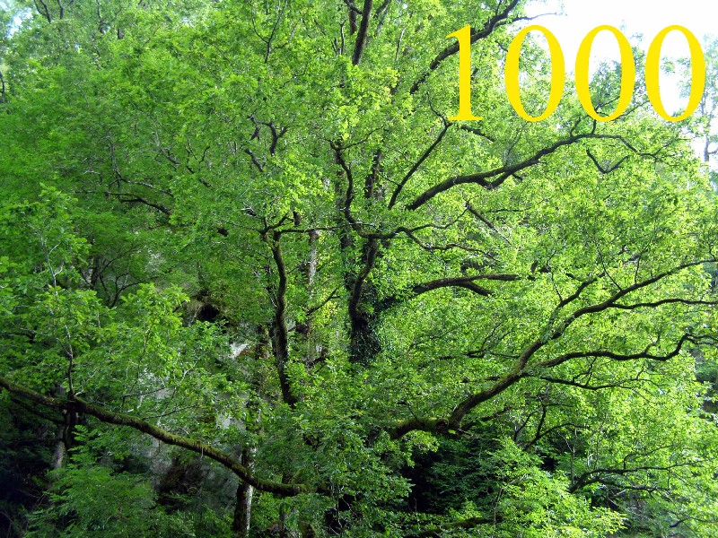 Автору 1000 статей от Анатолия