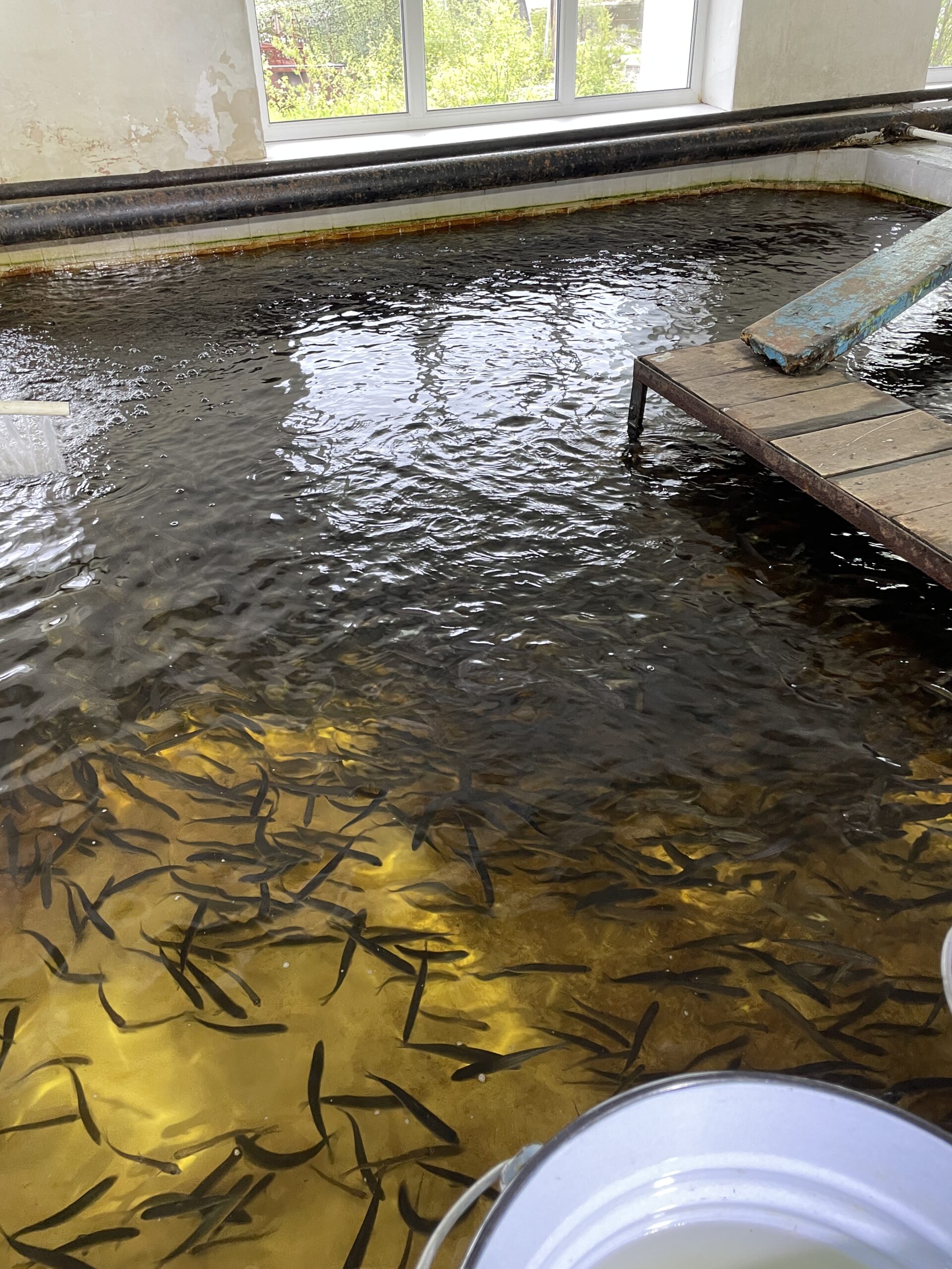 Молодь сига в бассейне